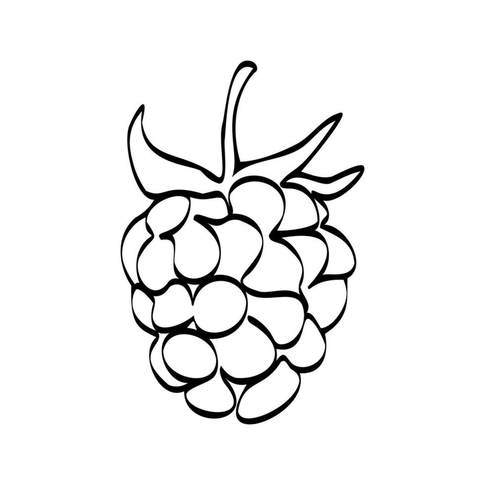 Continuous one line drawing raspberries. Vector illustration. Black line art on white background. Cartoon raspberries isolated on white background. Vegan concept