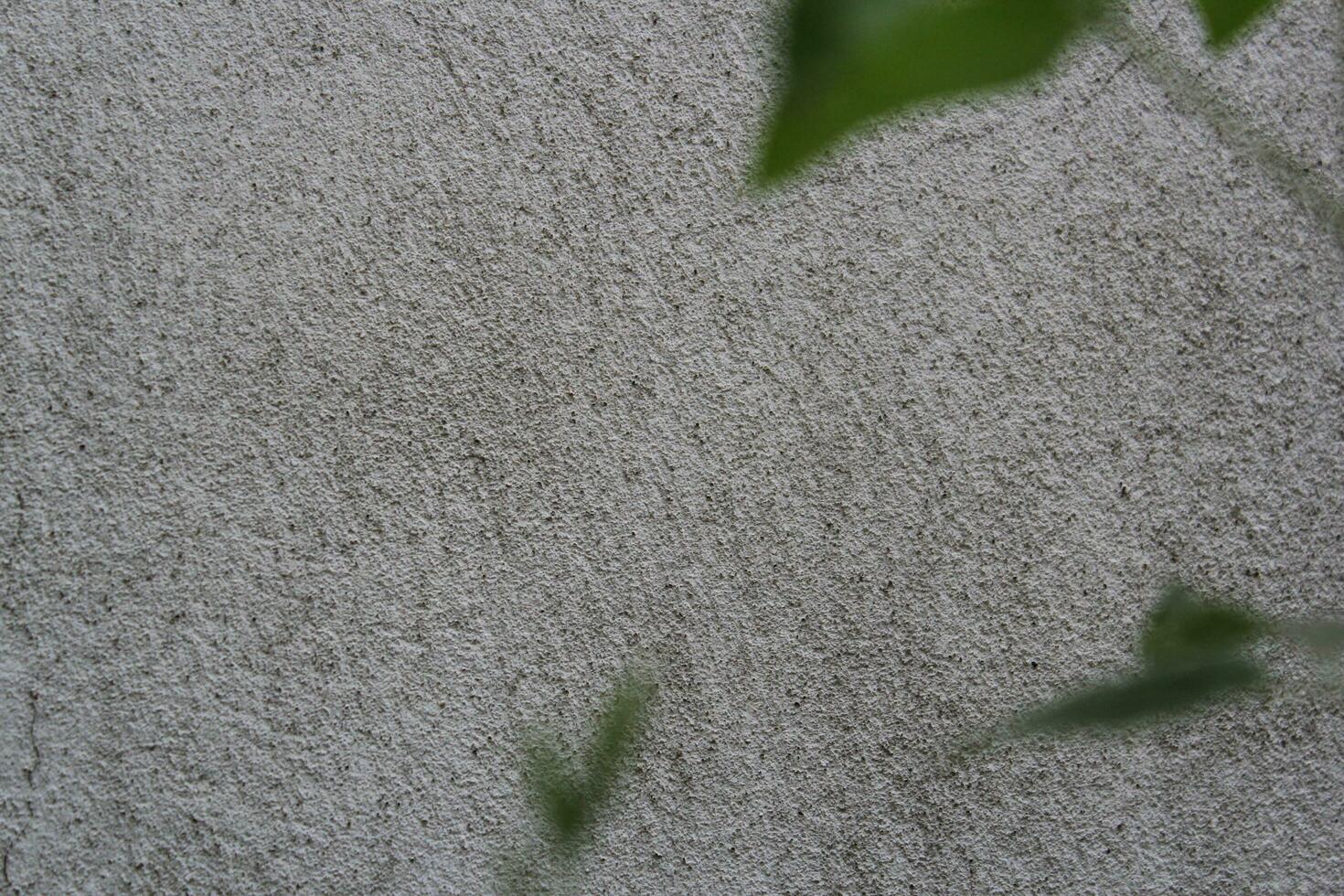 Blank cement wall surface with blurred green leaves, sand cement wall background with green leaf photo