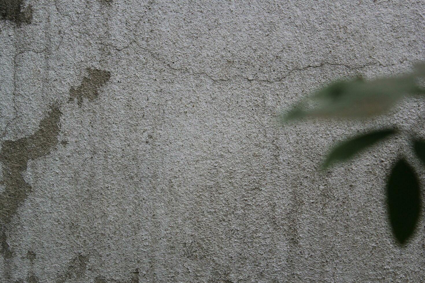 Blank cement wall surface with blurred green leaves, sand cement wall background with green leaf photo
