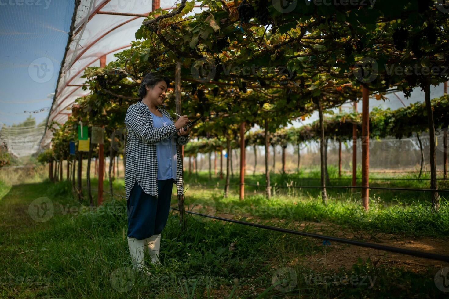 mayor mujer propietario de un viñedo es utilizando un tableta a trabajo y cheque el calidad de uvas y Fruta en el viñedo. foto