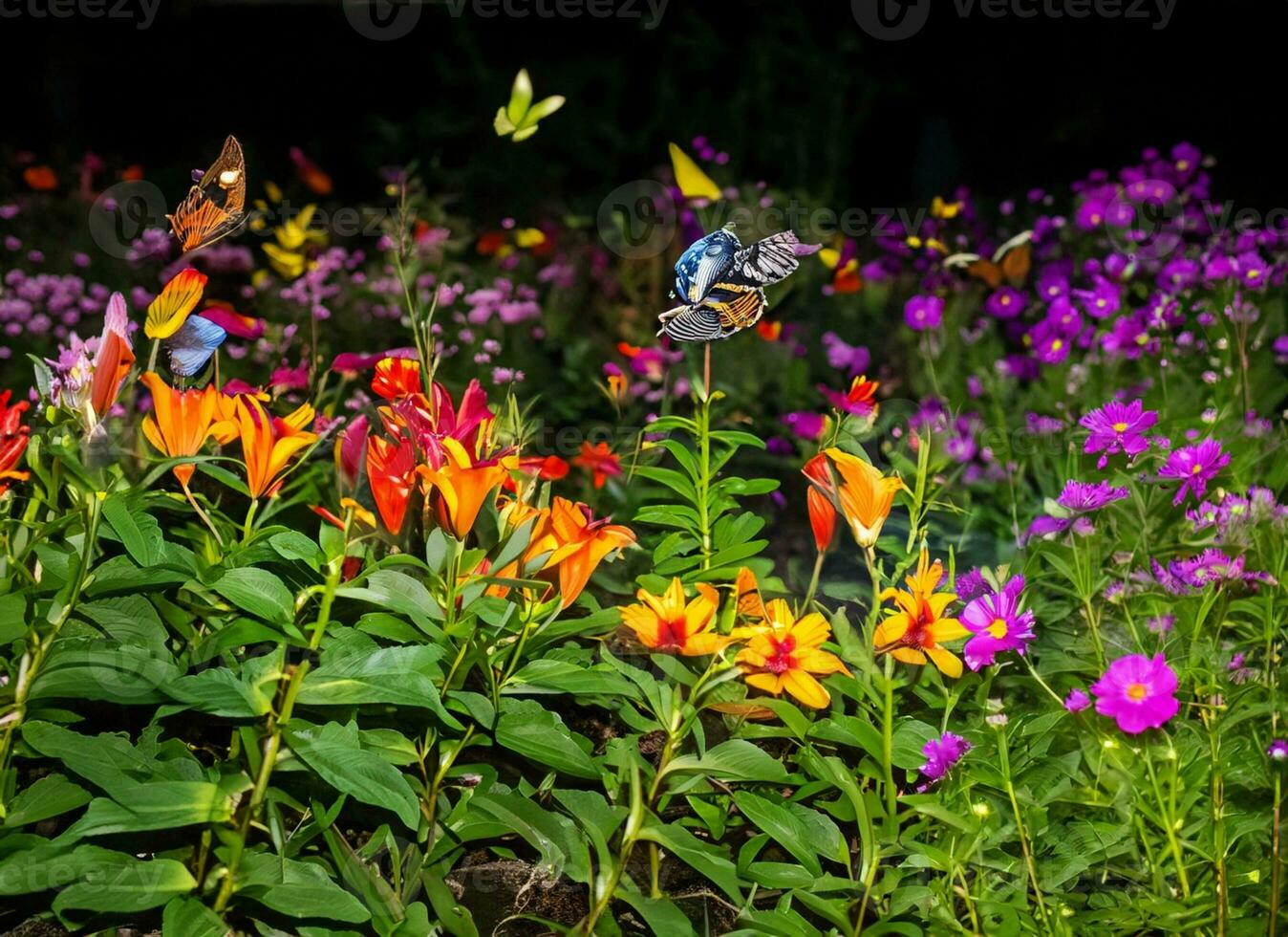 Butterflies in the flower garden at dusk photo