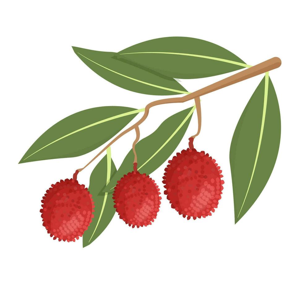 Lychees on branch with leaves isolated on white background stock vector illustration. Bright, textured, detailed clipart, graphic object.