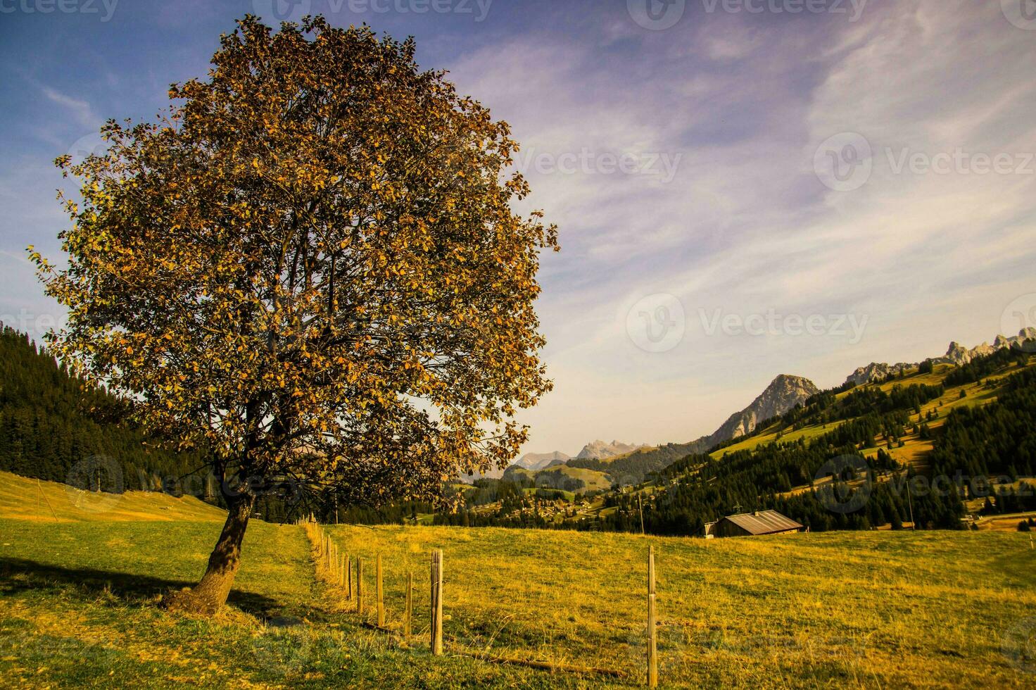 a lone tree in a field with mountains in the background photo