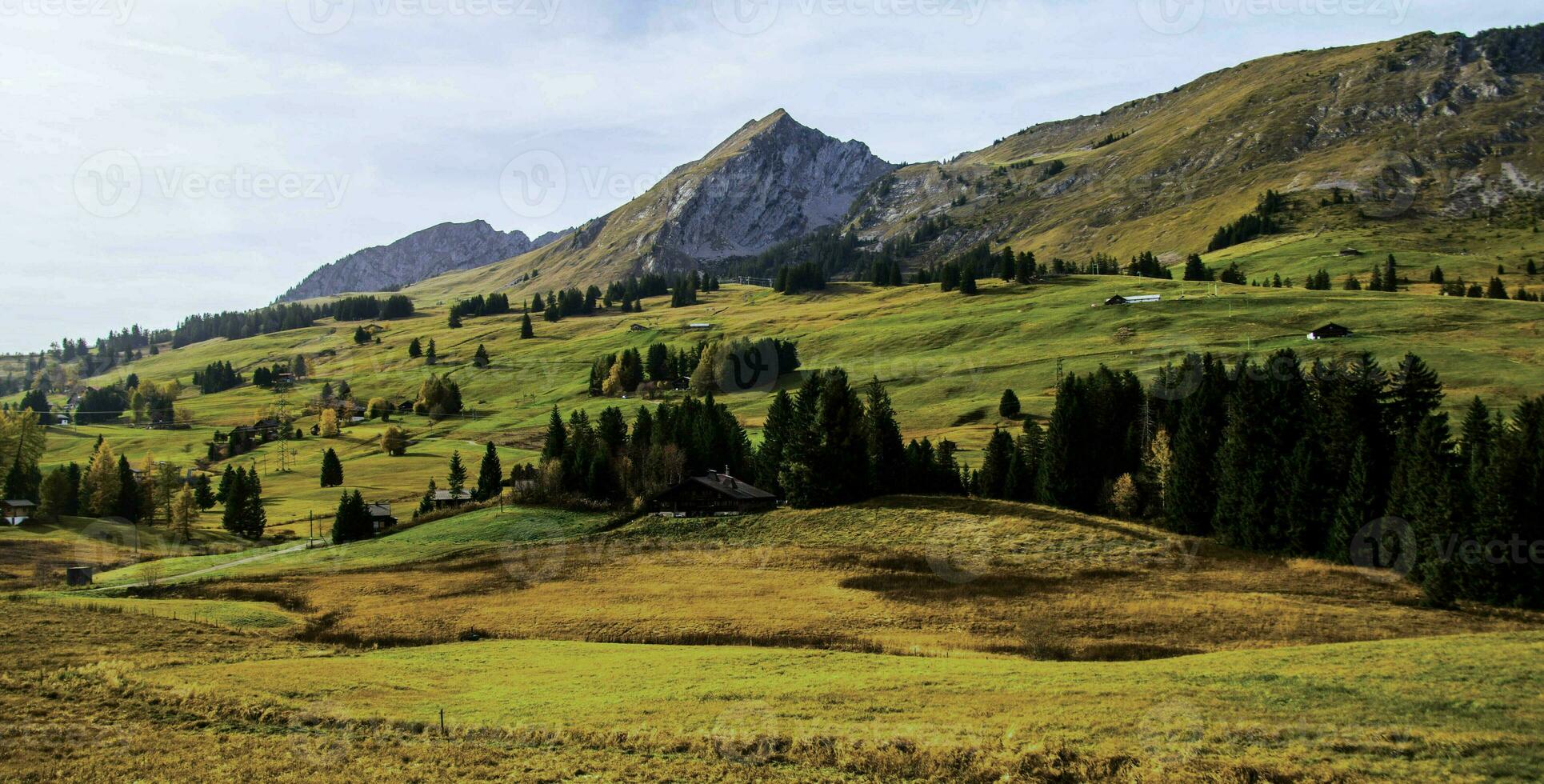 un herboso campo foto