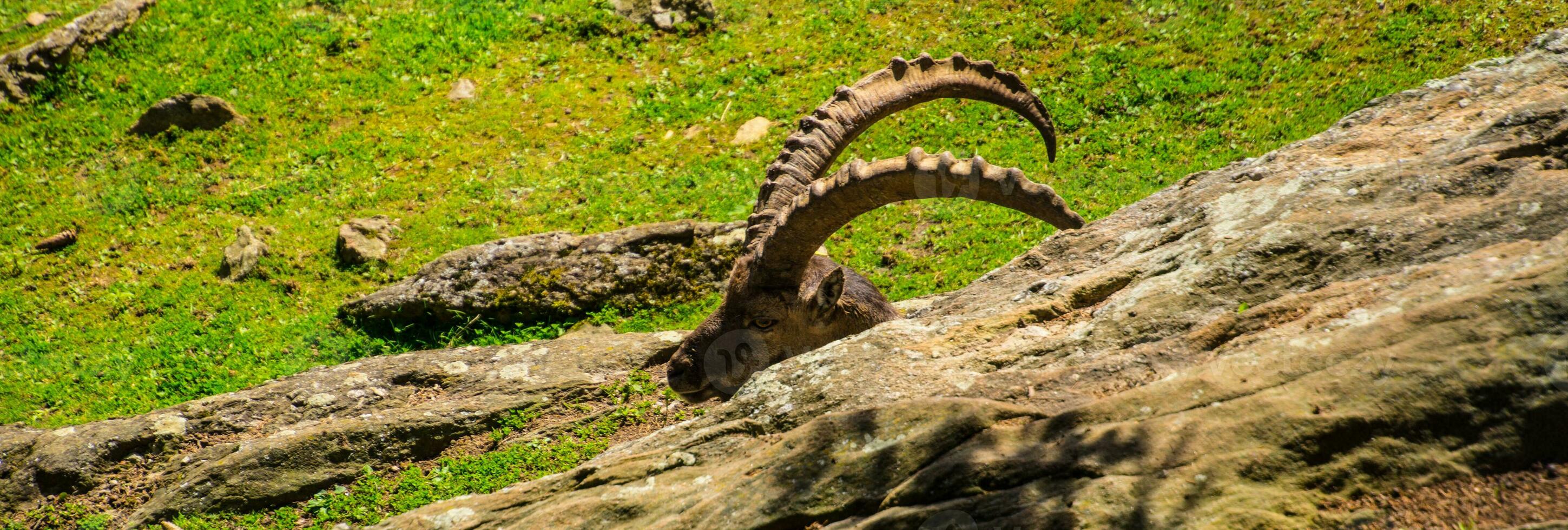 a goat standing on a rocky hillside photo