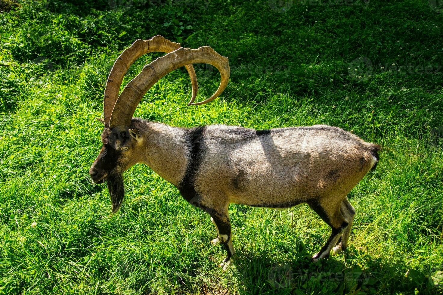 un cabra con largo cuernos en pie en un herboso campo foto