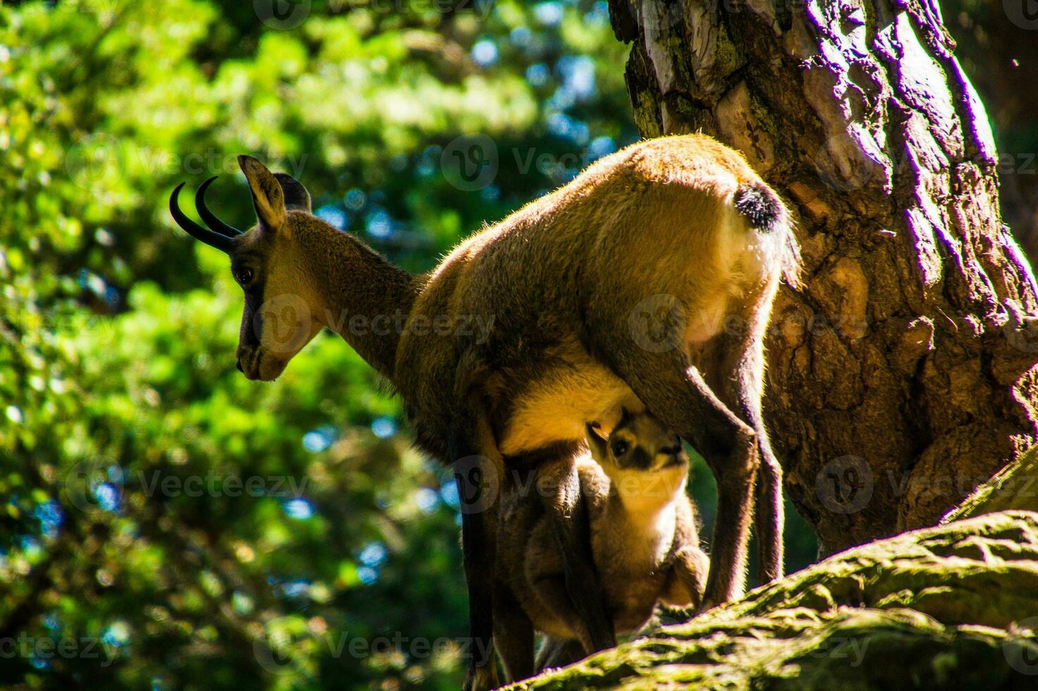 a mother deer and her baby standing on a rock photo