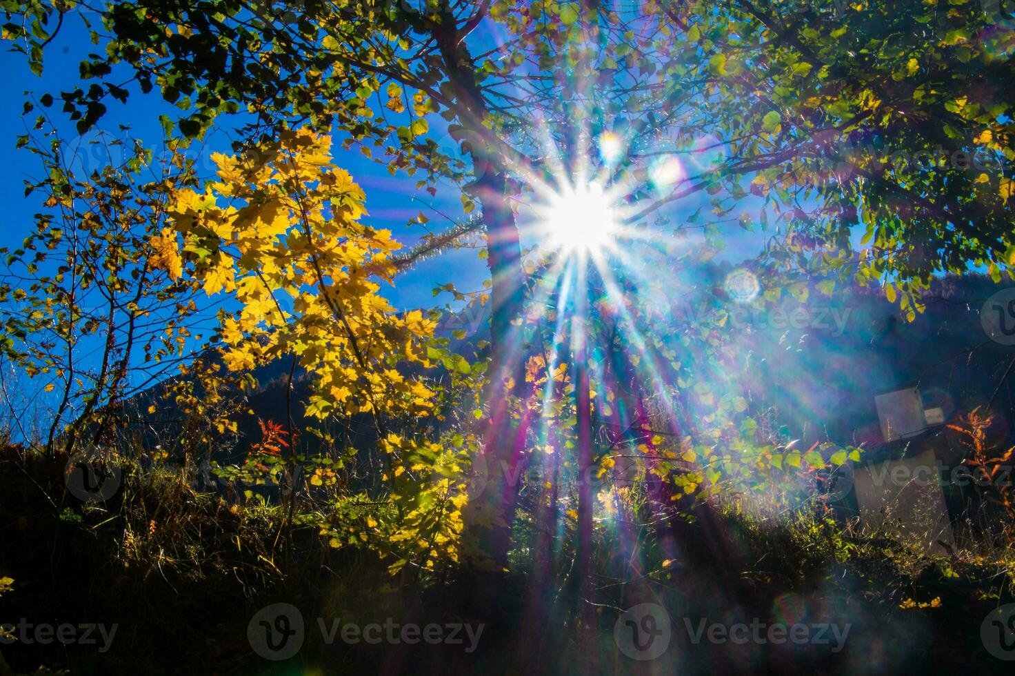 the sun shines through the trees in the fall photo