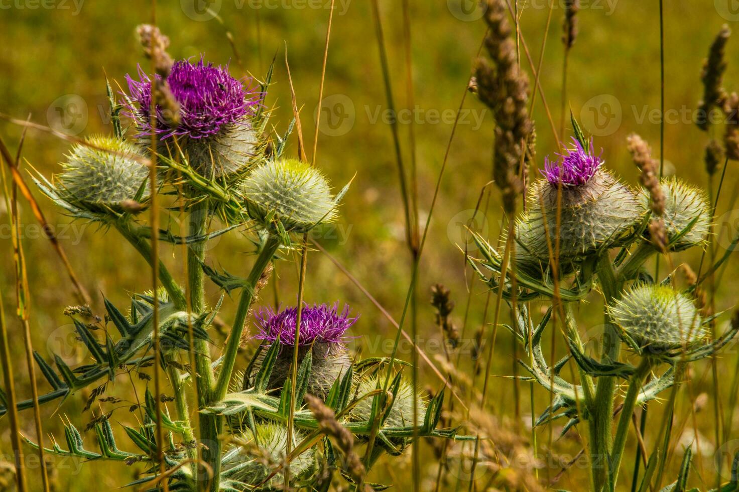 Landscape of the Alps in Switzerland in summer photo