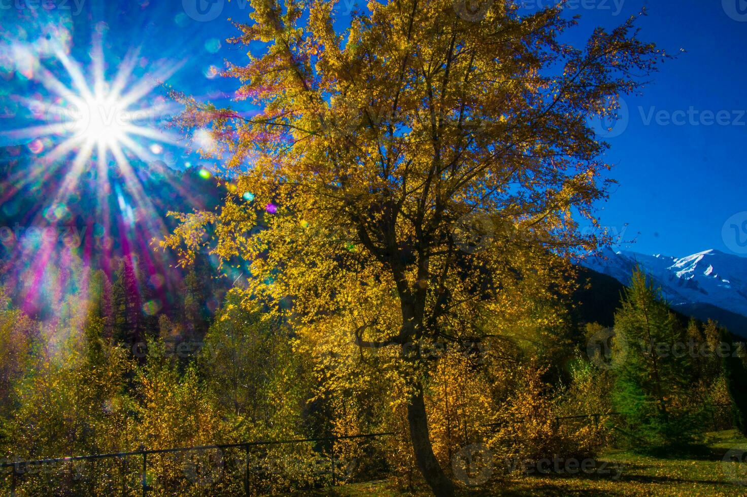 un árbol con amarillo hojas foto