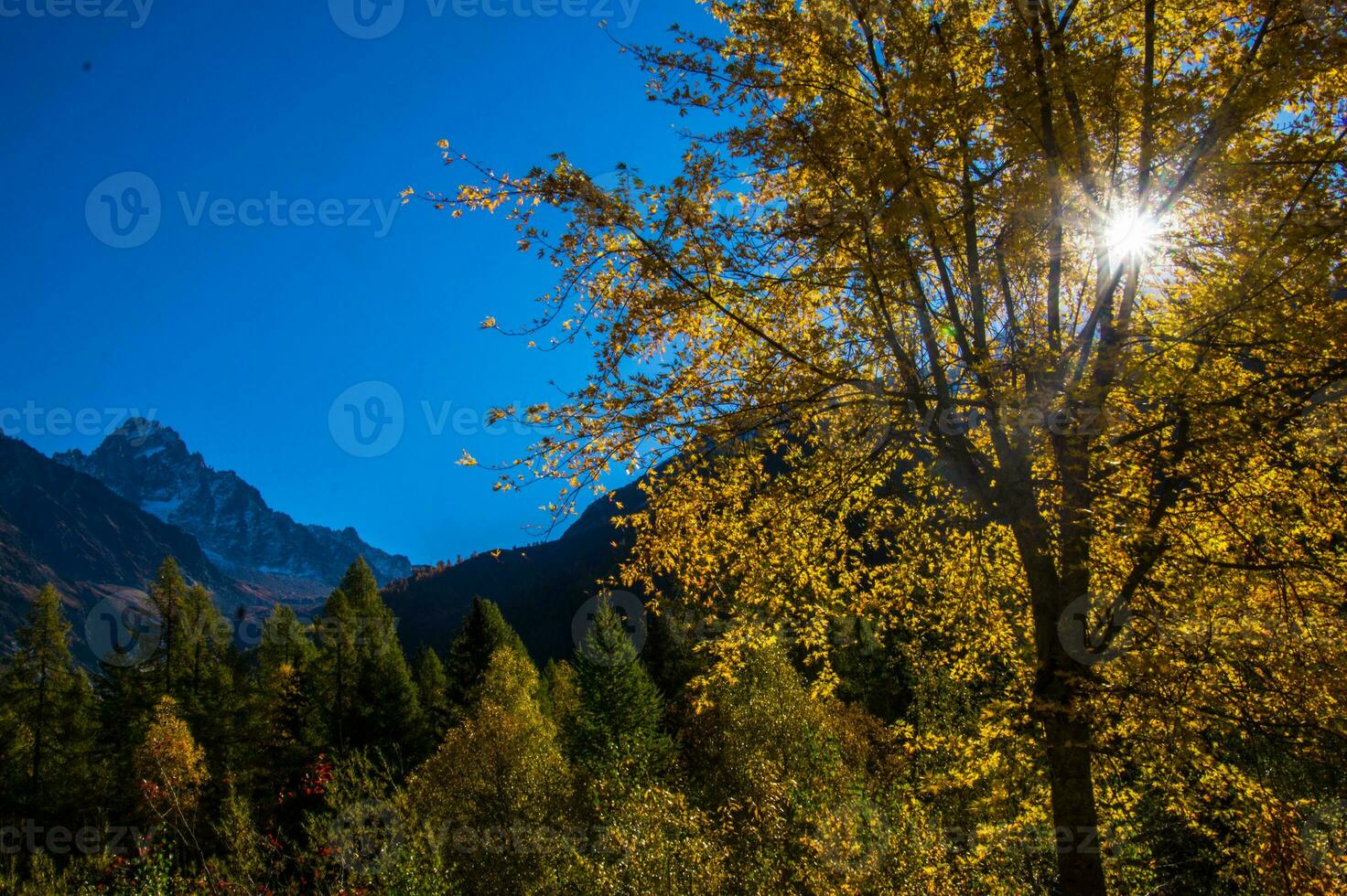 un árbol con amarillo hojas foto