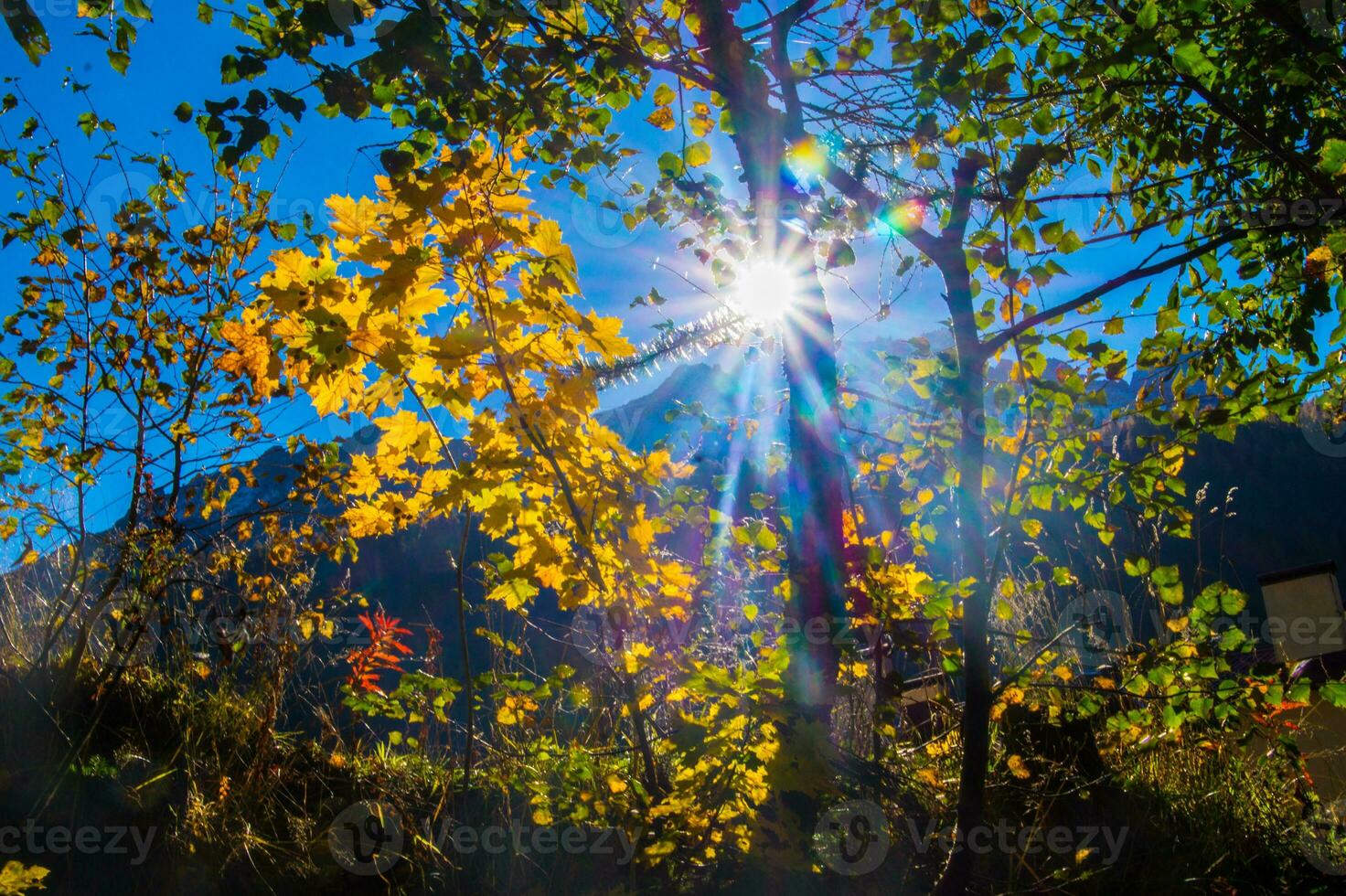 the sun shines through the leaves of a tree photo