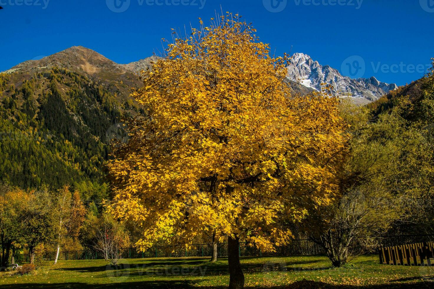 un árbol con amarillo hojas foto