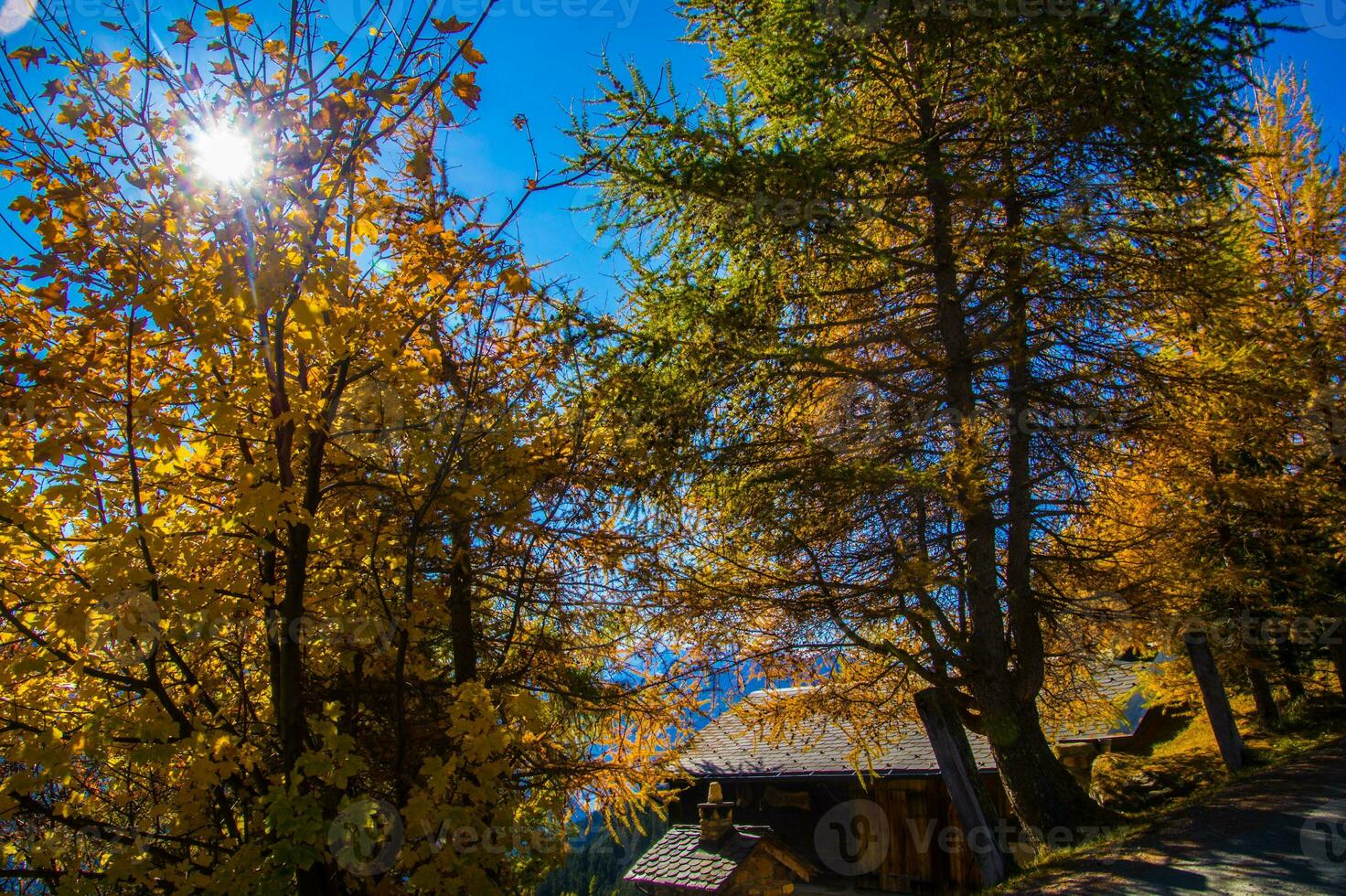 paysage des alpes suisse en automne photo