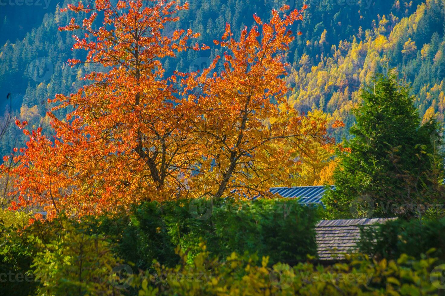 a tree with orange leaves and a house in the background photo
