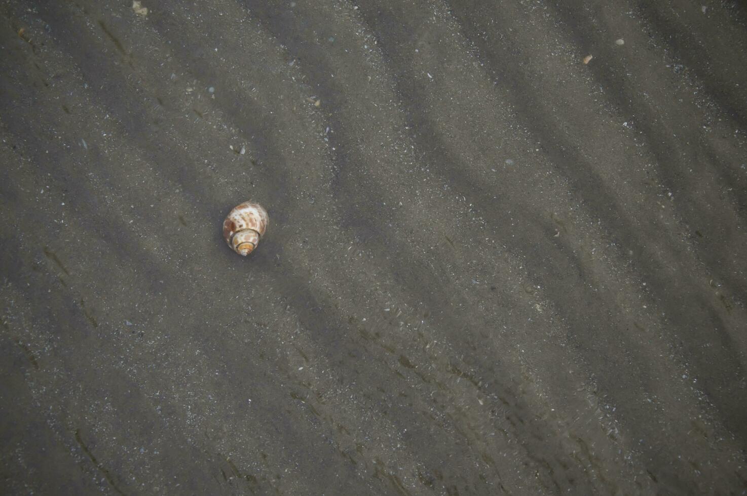 a shell on the beach photo