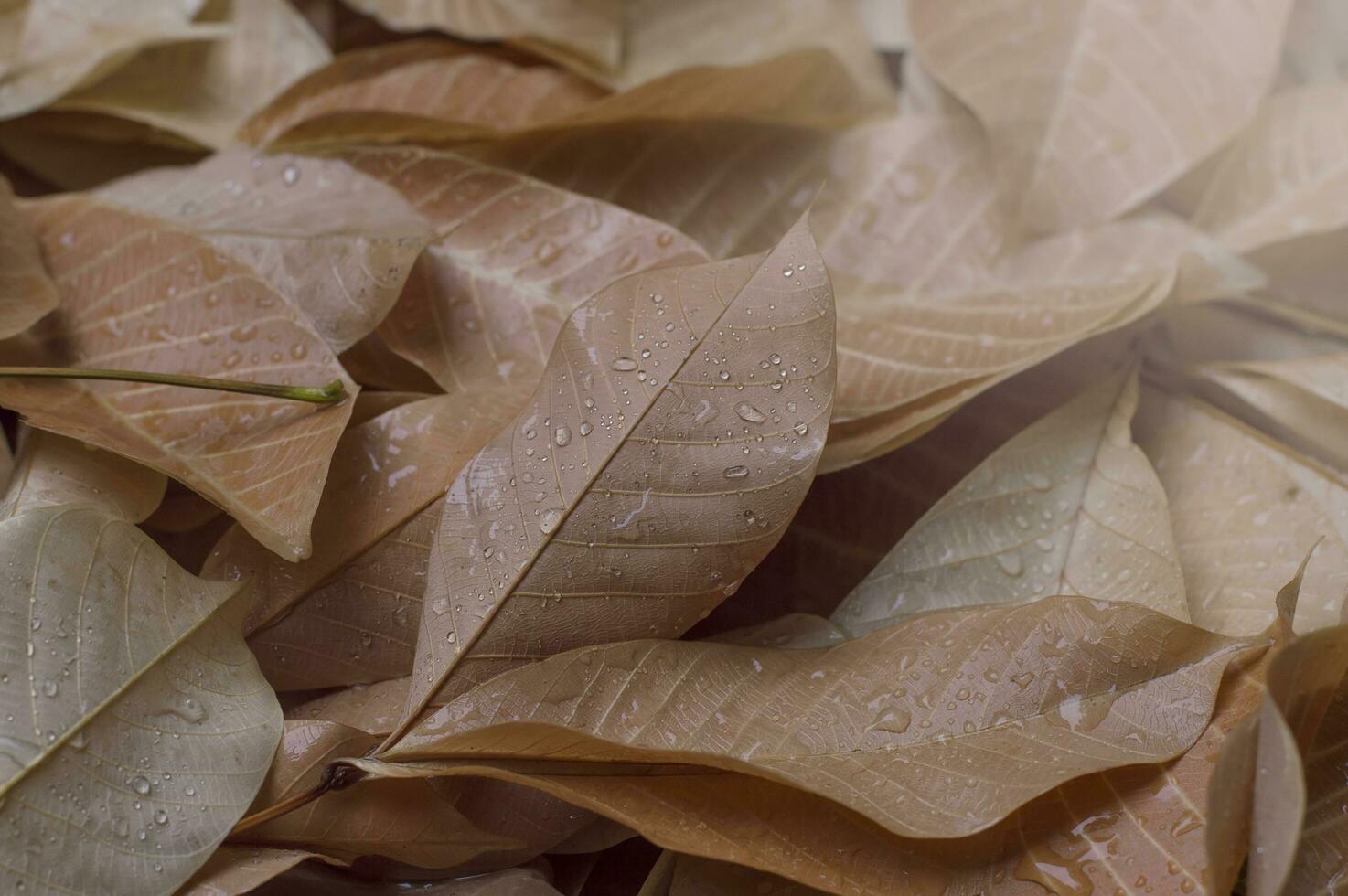 a pile of brown leaves with water droplets on them photo