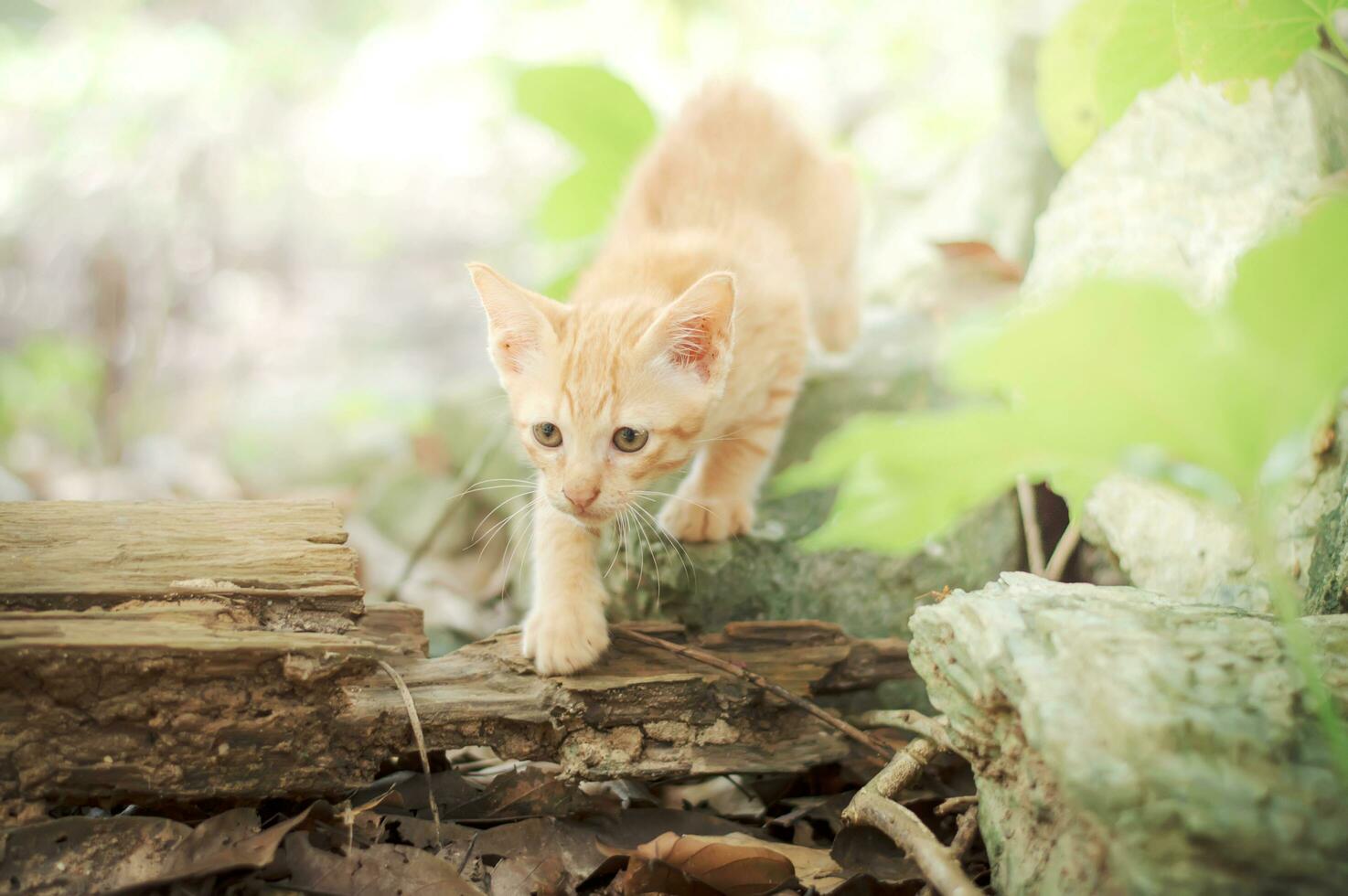 a small orange kitten walking on a log in the woods photo