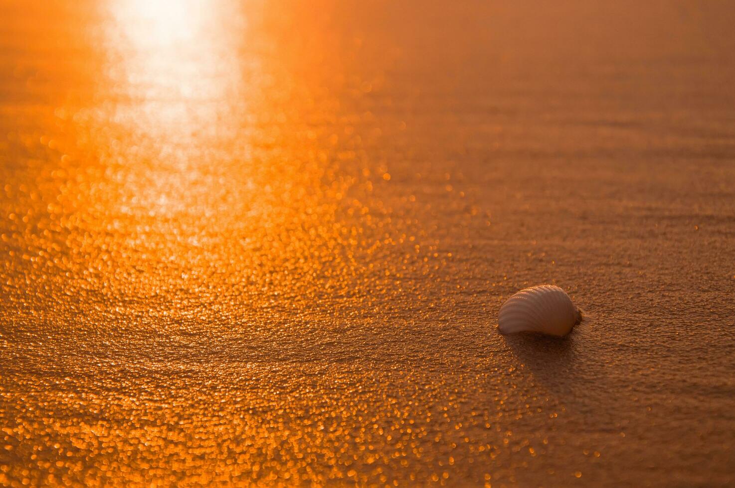 Shell on the beach with sunet time photo