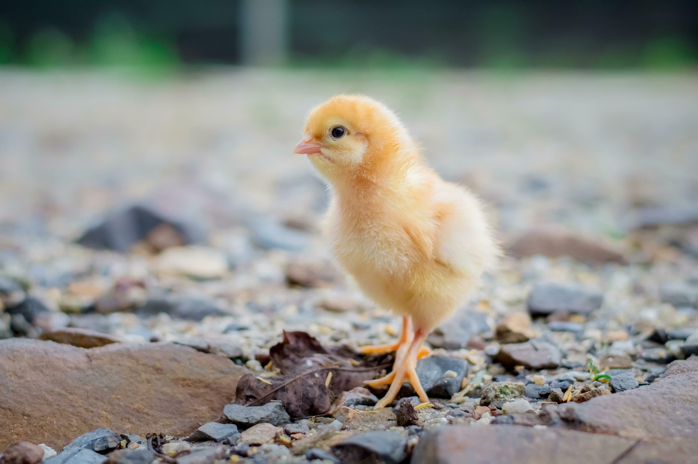 A chicken baby in the garden 30534626 Stock Photo at Vecteezy