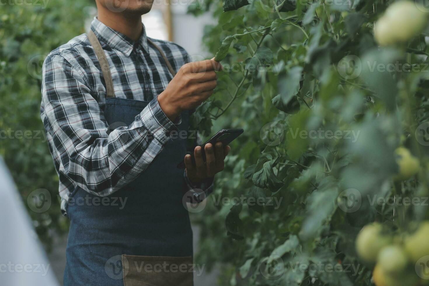 In the Industrial Greenhouse Two Agricultural Engineers Test Plants Health and Analyze Data with Tablet Computer. photo