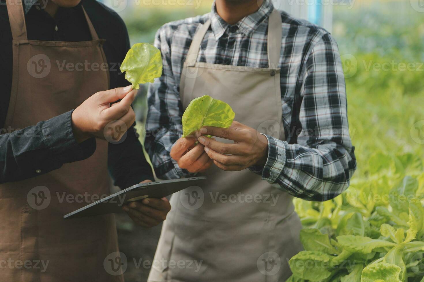 In the Industrial Greenhouse Two Agricultural Engineers Test Plants Health and Analyze Data with Tablet Computer. photo