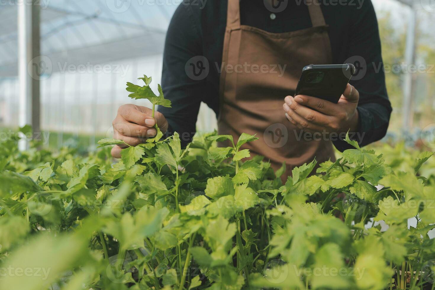 In the Industrial Greenhouse Two Agricultural Engineers Test Plants Health and Analyze Data with Tablet Computer. photo