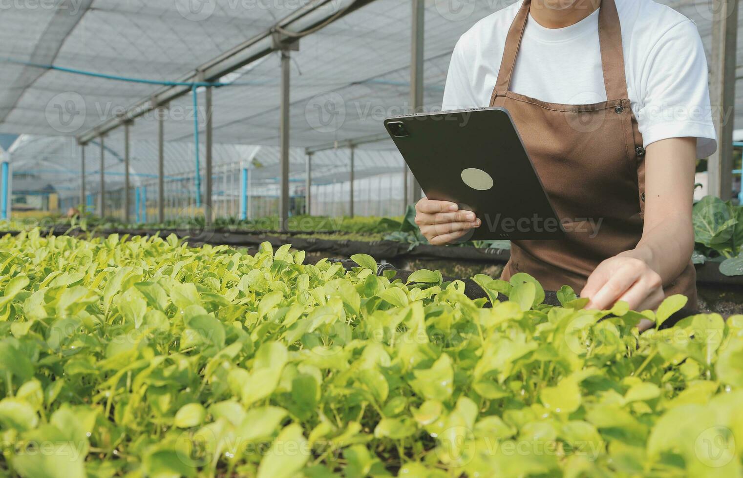 In the Industrial Greenhouse Two Agricultural Engineers Test Plants Health and Analyze Data with Tablet Computer. photo