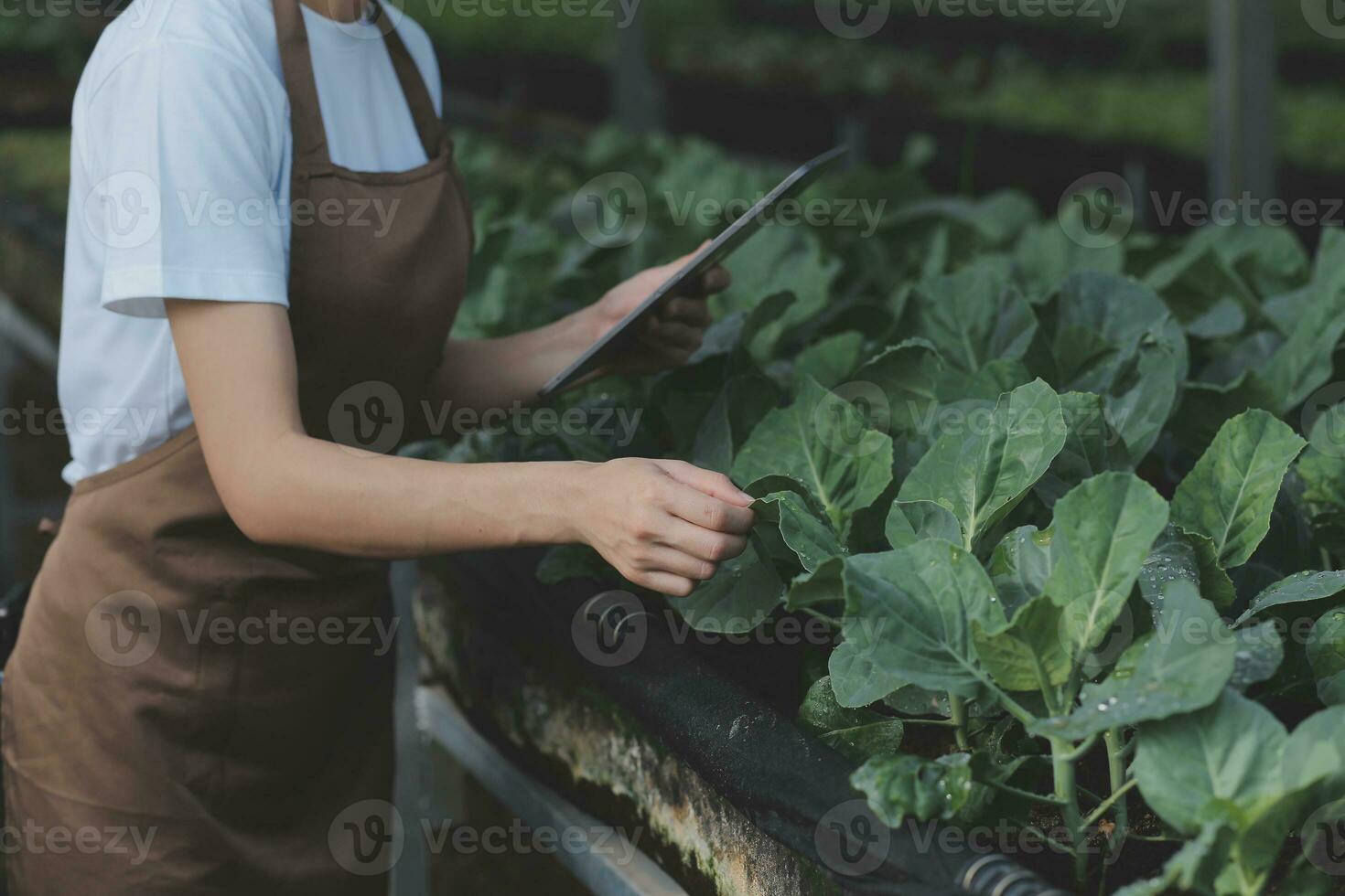 In the Industrial Greenhouse Two Agricultural Engineers Test Plants Health and Analyze Data with Tablet Computer. photo