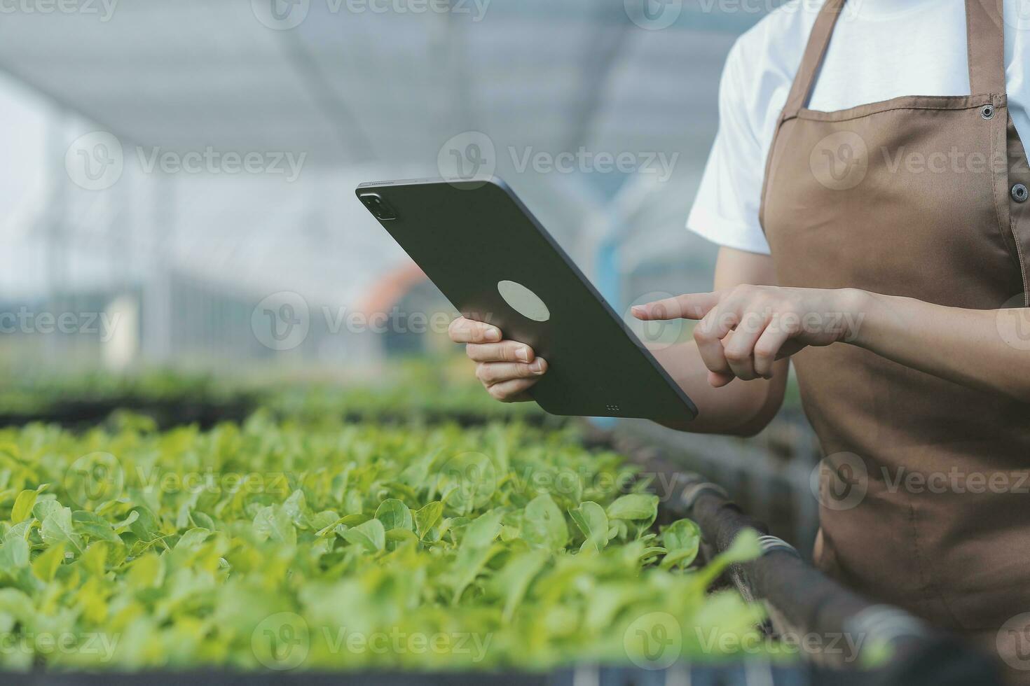 In the Industrial Greenhouse Two Agricultural Engineers Test Plants Health and Analyze Data with Tablet Computer. photo