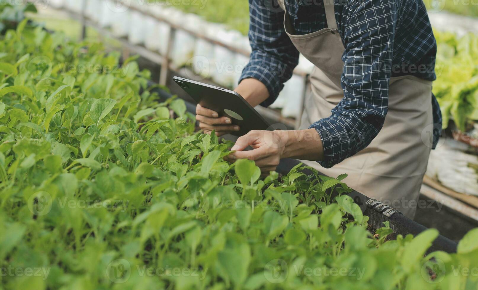 In the Industrial Greenhouse Two Agricultural Engineers Test Plants Health and Analyze Data with Tablet Computer. photo