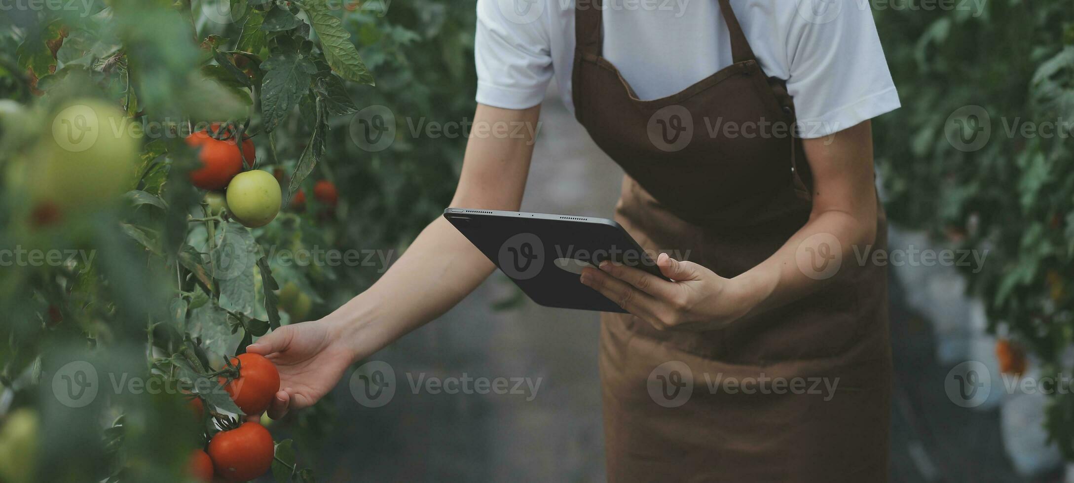 In the Industrial Greenhouse Two Agricultural Engineers Test Plants Health and Analyze Data with Tablet Computer. photo