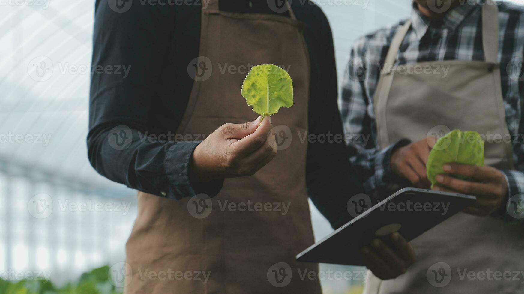 en el industrial invernadero dos agrícola ingenieros prueba plantas salud y analizar datos con tableta computadora. foto