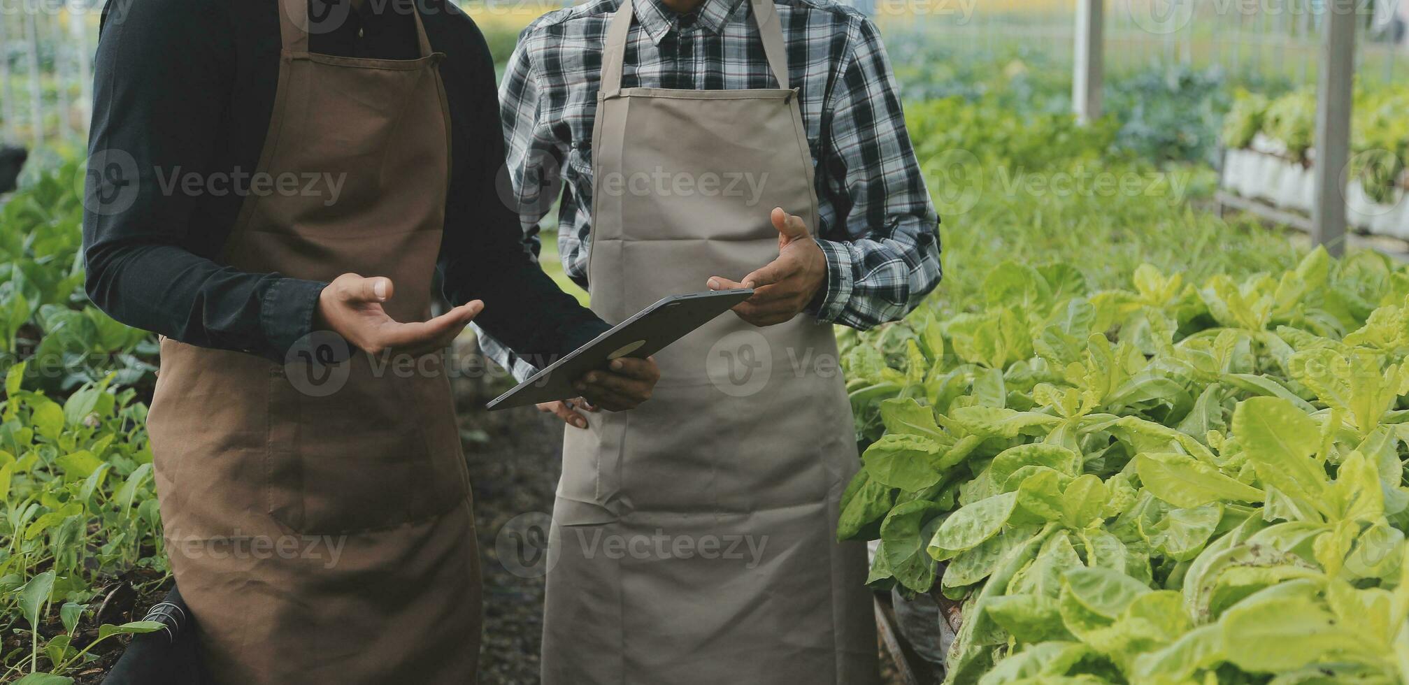 In the Industrial Greenhouse Two Agricultural Engineers Test Plants Health and Analyze Data with Tablet Computer. photo