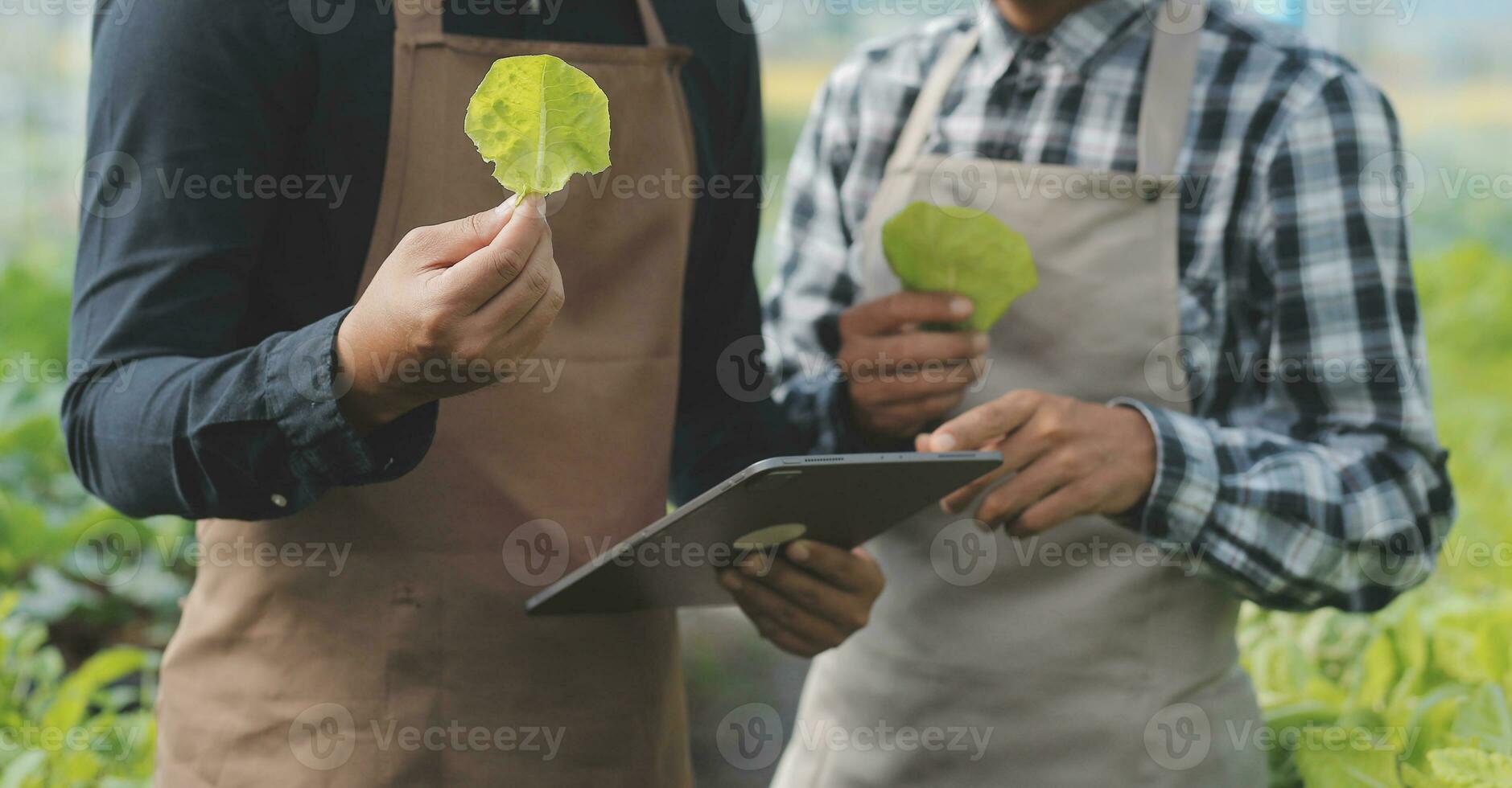 In the Industrial Greenhouse Two Agricultural Engineers Test Plants Health and Analyze Data with Tablet Computer. photo
