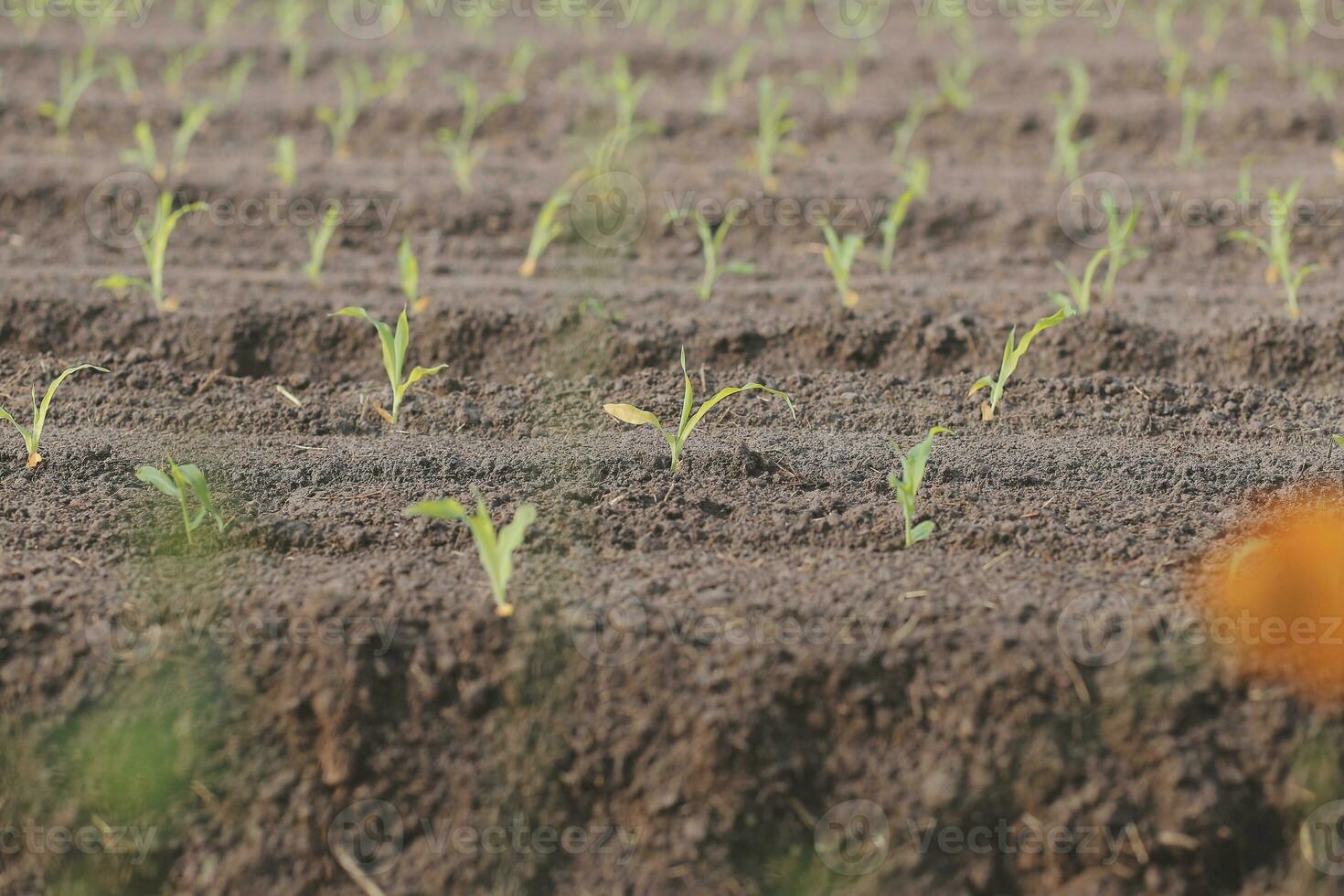 Symbol heart earth day. Handful of dirt hands heart shape. Farm organic earth. Farmer hands soil ground earth dirt garden soil farm ground. Male hands full of fertile land field agriculture concept photo