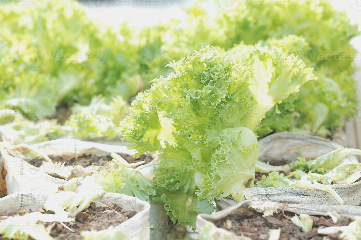 Fresh organic lettuce in a rural greenhouse. Rows of lettuce seedlings. Lettuce ready to pick for a fresh summer salad. Salad plants in greenhouse with automatic irrigation watering system. photo