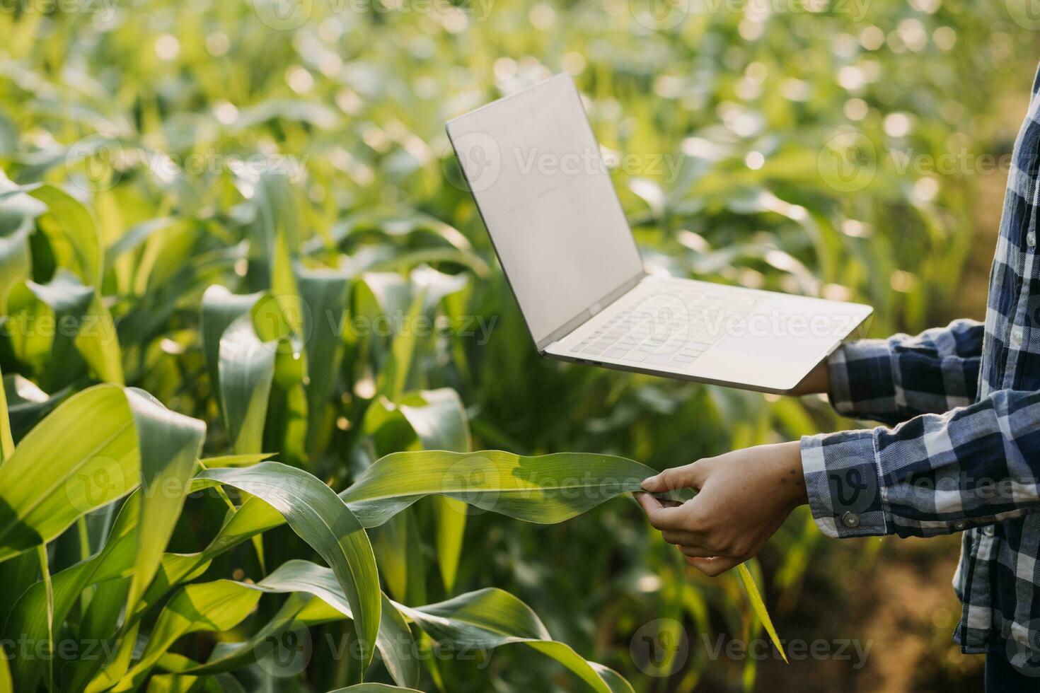 agricultor utilizar el núcleo datos red en el Internet desde el móvil a validar, prueba, y Seleccione el nuevo cosecha método. joven agricultores y tabaco agricultura foto