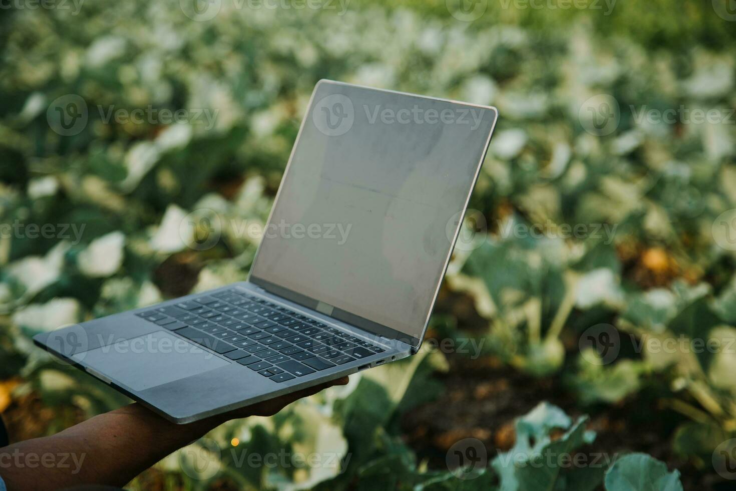 Agriculturist utilize the core data network in the Internet from the mobile to validate, test, and select the new crop method. Young farmers and tobacco farming photo