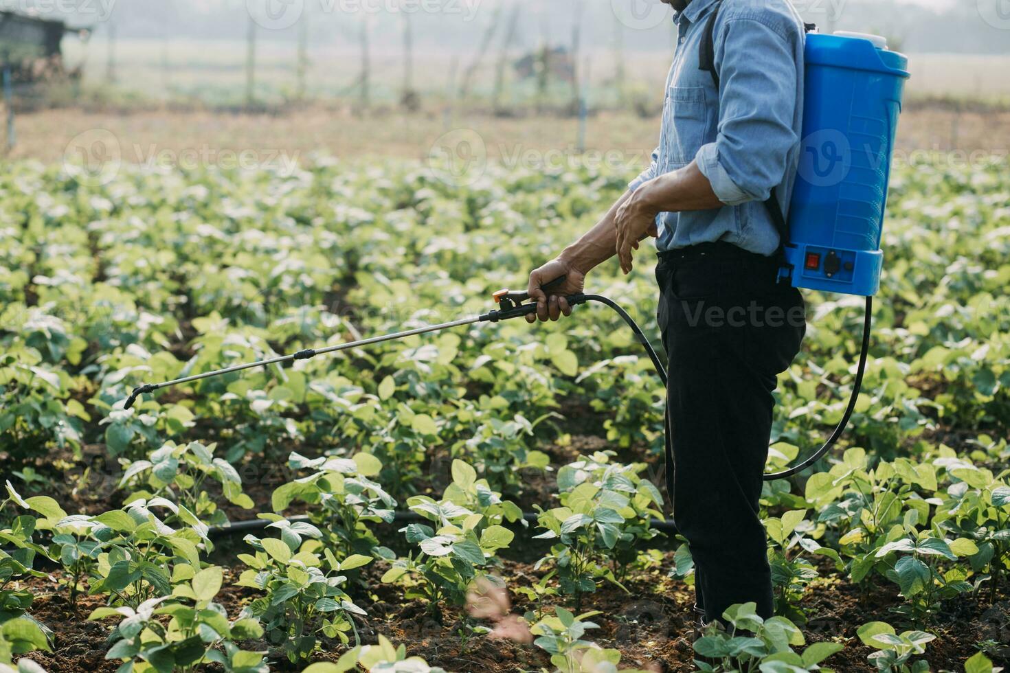 Agriculturist utilize the core data network in the Internet from the mobile to validate, test, and select the new crop method. Young farmers and tobacco farming photo