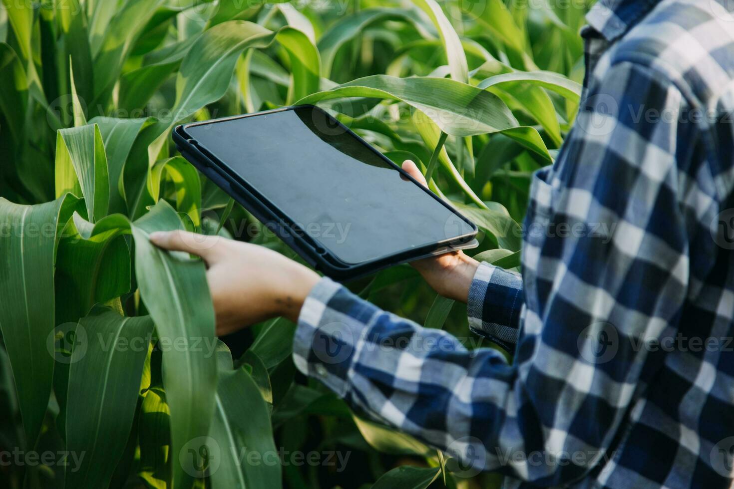 Agriculturist utilize the core data network in the Internet from the mobile to validate, test, and select the new crop method. Young farmers and tobacco farming photo