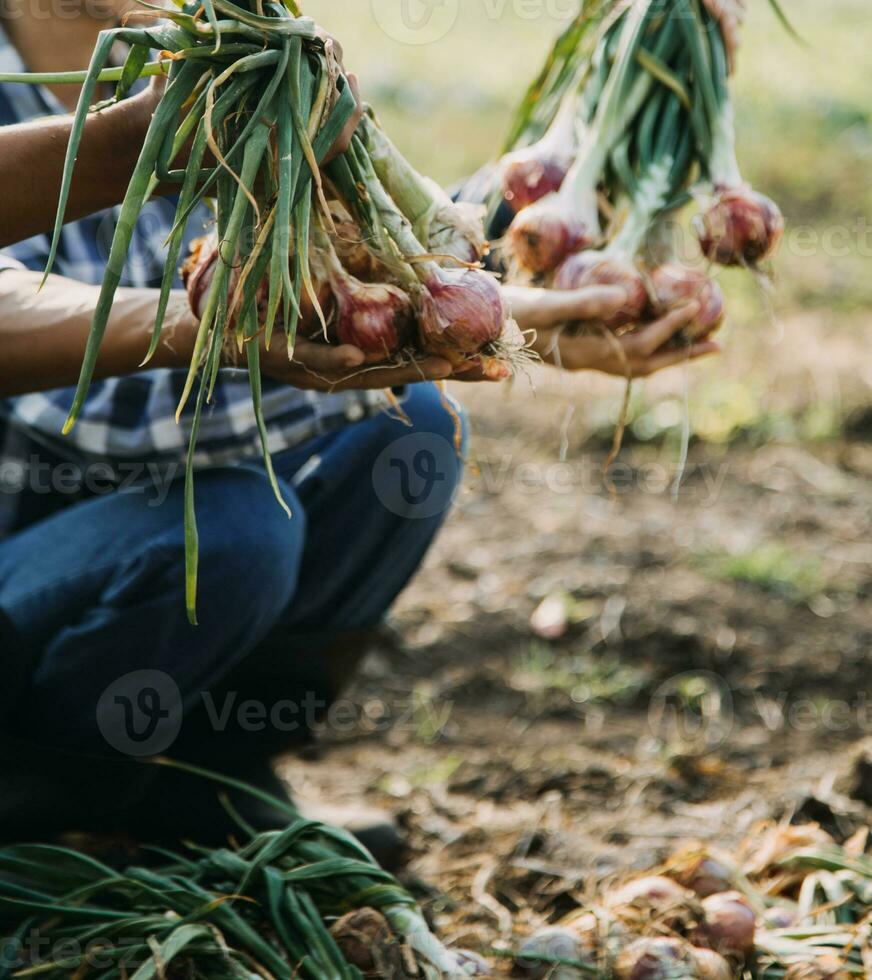 Agriculturist utilize the core data network in the Internet from the mobile to validate, test, and select the new crop method. Young farmers and tobacco farming photo