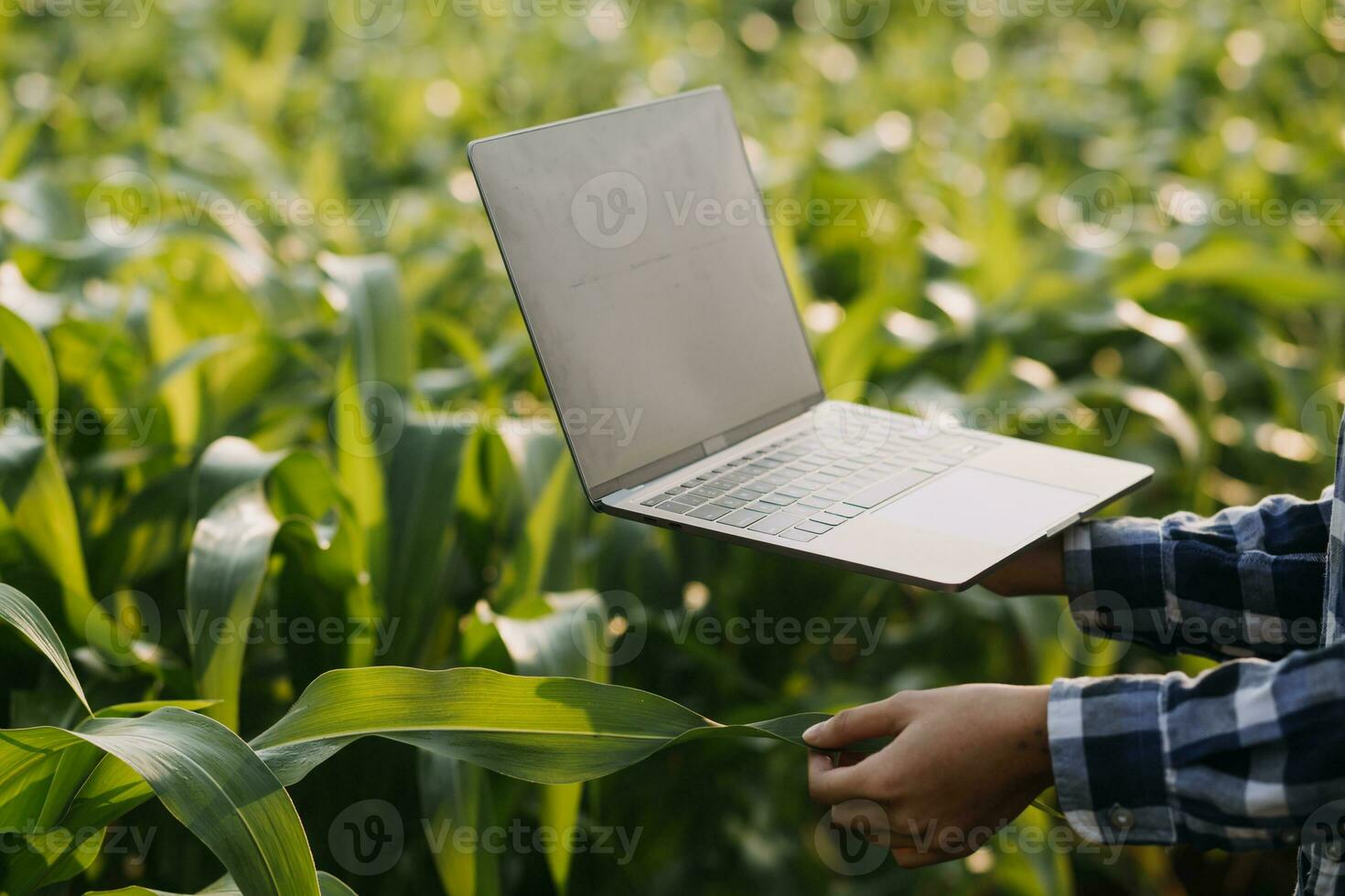 agricultor utilizar el núcleo datos red en el Internet desde el móvil a validar, prueba, y Seleccione el nuevo cosecha método. joven agricultores y tabaco agricultura foto