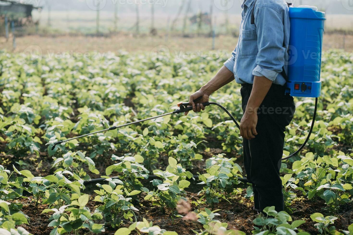 Agriculturist utilize the core data network in the Internet from the mobile to validate, test, and select the new crop method. Young farmers and tobacco farming photo