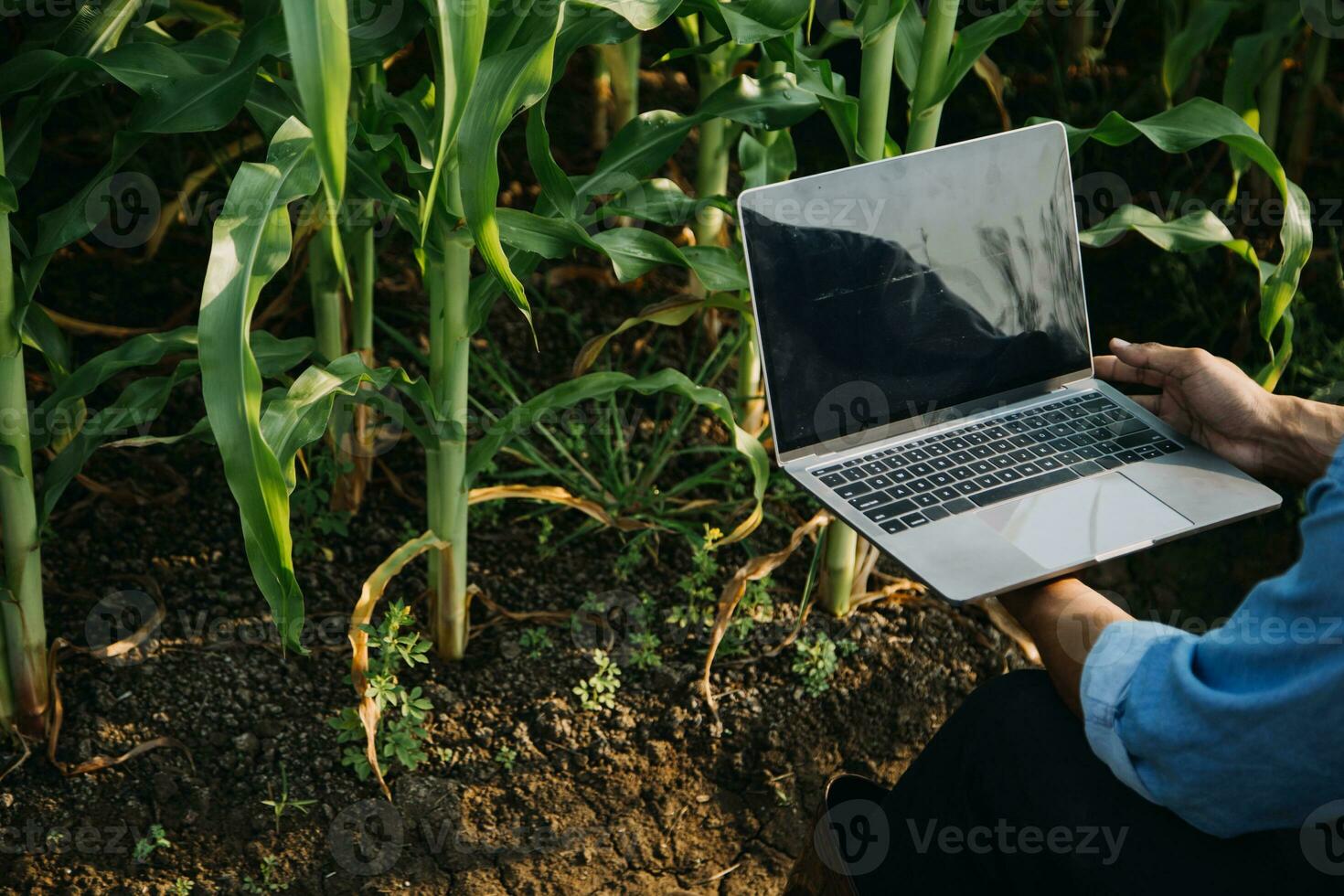 Agriculturist utilize the core data network in the Internet from the mobile to validate, test, and select the new crop method. Young farmers and tobacco farming photo