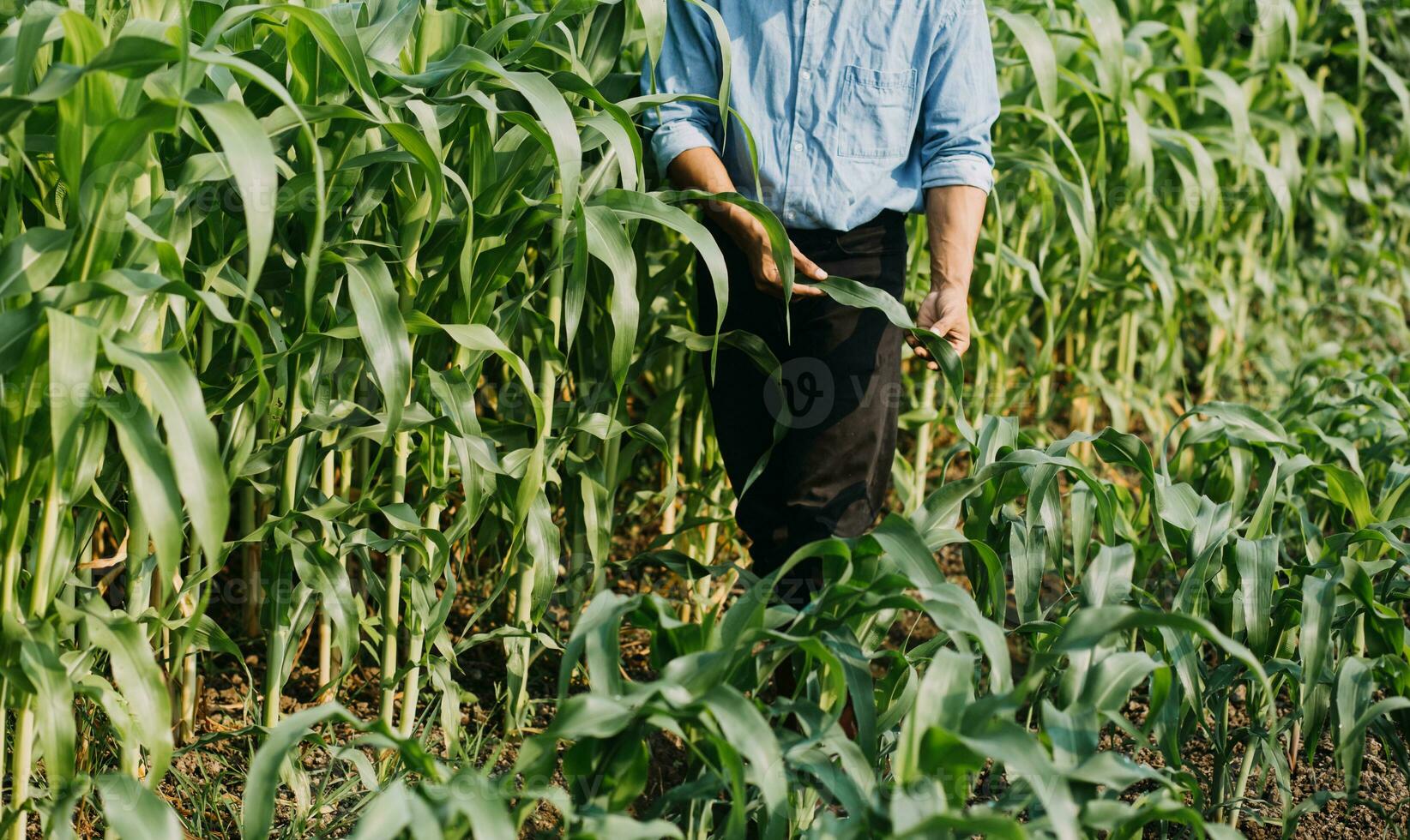 Agriculturist utilize the core data network in the Internet from the mobile to validate, test, and select the new crop method. Young farmers and tobacco farming photo