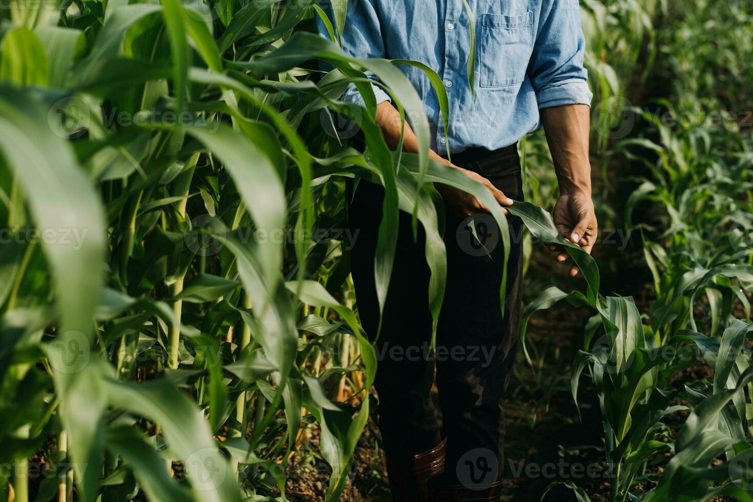 Agriculturist utilize the core data network in the Internet from the mobile to validate, test, and select the new crop method. Young farmers and tobacco farming photo