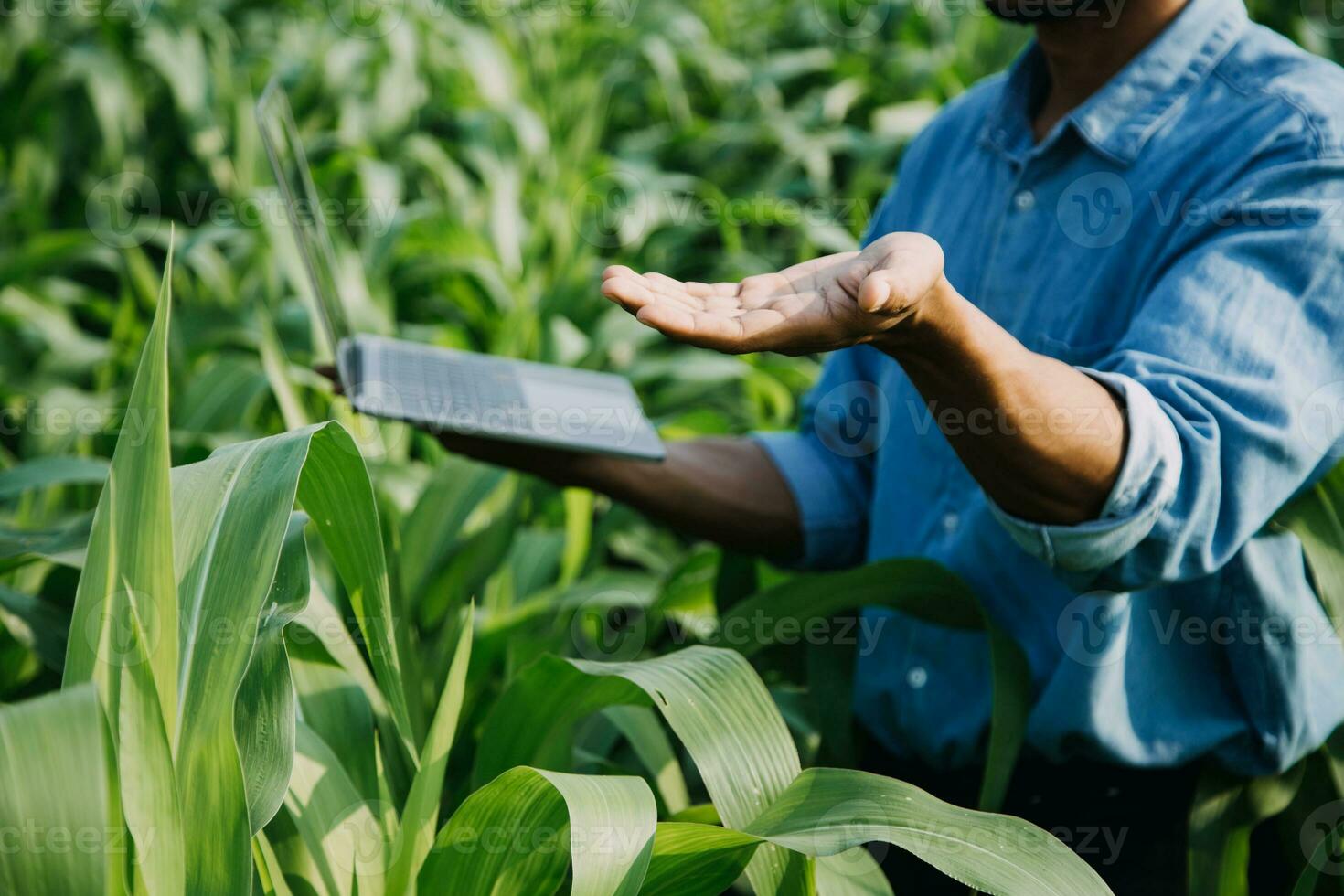 Agriculturist utilize the core data network in the Internet from the mobile to validate, test, and select the new crop method. Young farmers and tobacco farming photo