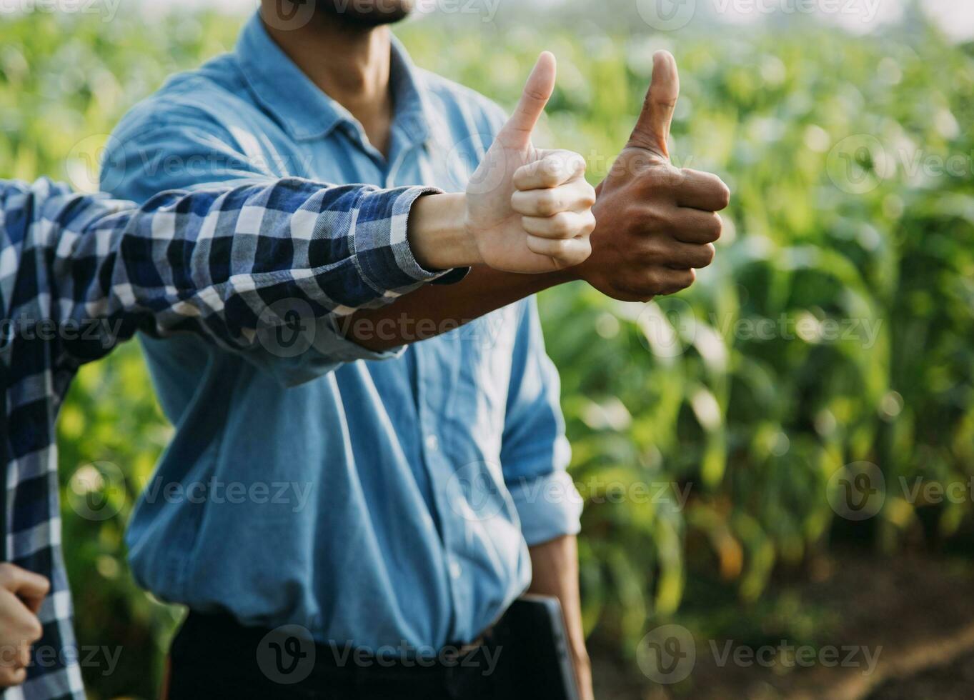 Agriculturist utilize the core data network in the Internet from the mobile to validate, test, and select the new crop method. Young farmers and tobacco farming photo