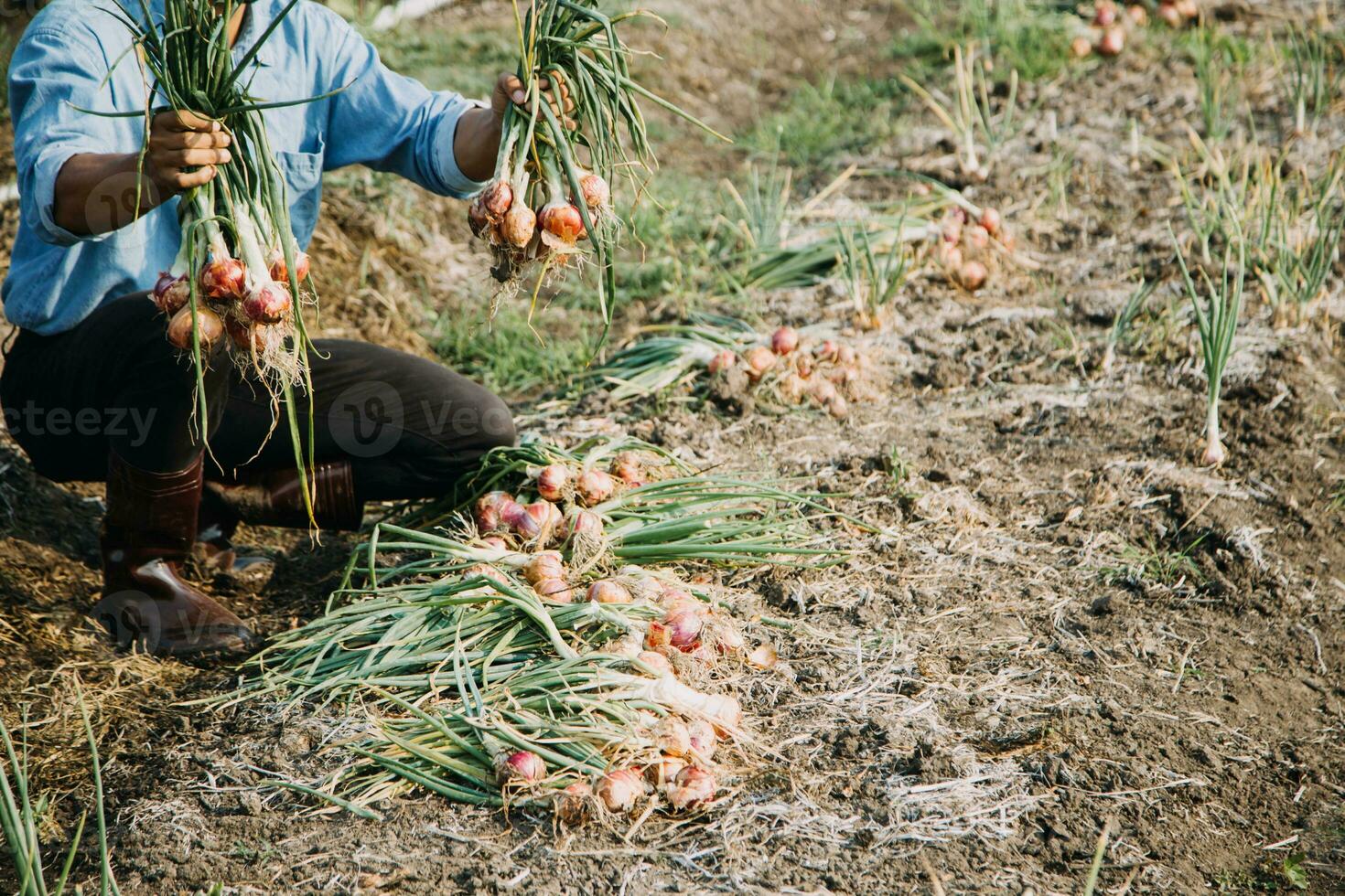 Agriculturist utilize the core data network in the Internet from the mobile to validate, test, and select the new crop method. Young farmers and tobacco farming photo
